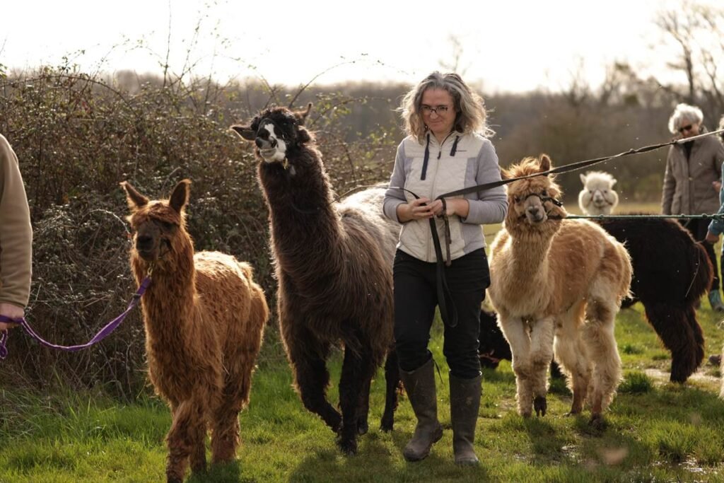 Balade avec des lamas avec Lama Emoi, Saint-Aignan, Loir-et-Cher