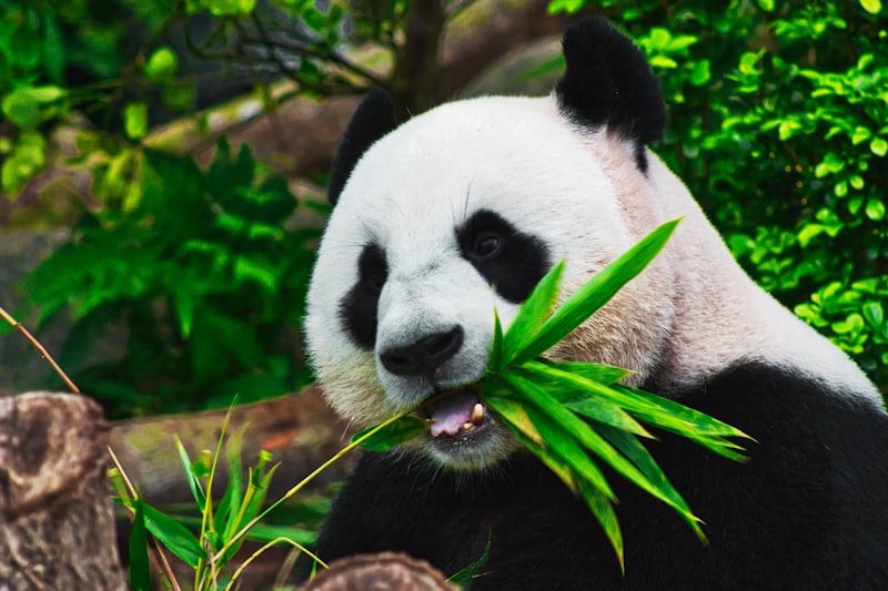 Panda géant au Zoo de Beauval, Saint-Aignan, Loir-et-Cher